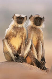 Animal Theme Gallery: Southern plains grey / Hanuman langur {Semnopithecus dussumieri} two adolescents sitting