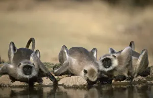Langurs Prints: Southern plains grey / Hanuman langur {Semnopithecus dussumieri} drinking, Sariska NP