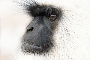 White Colour Prints: Southern plains grey langur ( Semnopithecus entellus / Presbytis entellus) close up face profile