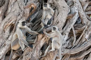 Hidden In Nature Prints: Southern plains grey langur ( Semnopithecus entellus / Presbytis entellus) group