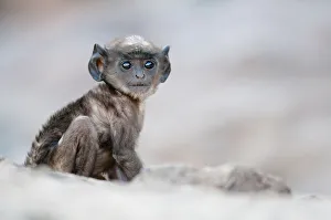 Young Prints: Southern plains grey langur (Semnopithecus entellus / Presbytis entellus) tiny juvenile