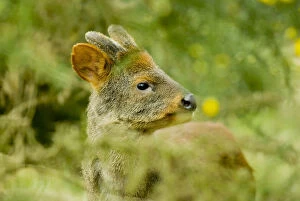 Cervids Collection: Southern pudu deer (Pudu puda) male, Peru, vulnerable species