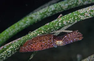 Small Prints: Southern pygmy squid (Idiosepius notoides) female clinging to a blade of sea grass