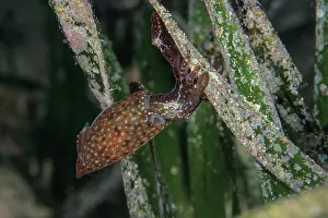 Speckled Prints: Southern pygmy squids (Idiosepius notoides) pair, swimming among seagrass