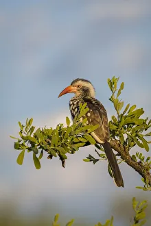 Bucerotiformes Prints: Southern red-billed hornbill male (Tockus rufirostris) Mahatsu Reserve, Botswana, June
