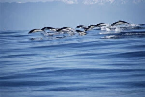 Images Dated 5th April 2005: Southern right whale dolphins porpoising {Lissodelphis peronii} Kaikoura, New Zealand