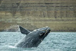 Water Surface Prints: Southern right whale (Eubalaena australis) breaching