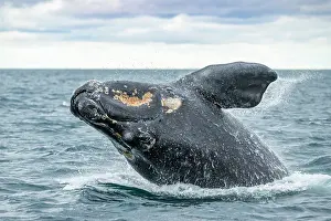 Argentina Prints: Southern right whale (Eubalaena australis) breaching