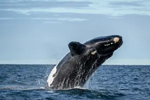 Argentina Prints: Southern right whale (Eubalaena australis) breaching