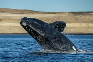 Argentina Prints: Southern right whale (Eubalaena australis) breaching