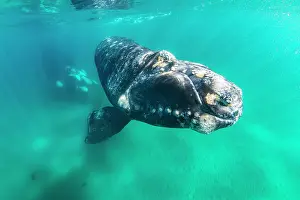 Argentina Prints: Southern right whale (Eubalaena australis) calf swimming underwater