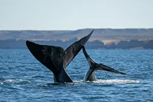 Argentina Prints: Southern right whale (Eubalaena australis) and calf with tail flukes above water surface