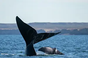 Argentina Prints: Southern right whale (Eubalaena australis) and calf with tail flukes above water surface