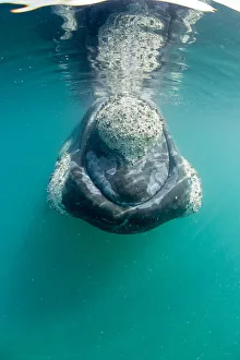 Southern right whale (Eubalaena australis) with calluses covered in parasitic crustaceans