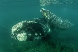 Argentina Prints: Southern right whale (Eubalaena australis) female with calf in the shallow protected waters of the Golfo Nuevo