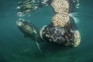 Argentina Prints: Southern right whale (Eubalaena australis) female with calf in the shallow protected waters of the Golfo Nuevo