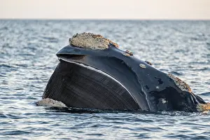 Argentina Prints: Southern right whale (Eubalaena australis) filter-feeding at the surface