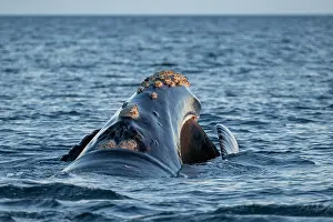 Argentina Prints: Southern right whale (Eubalaena australis) filter-feeding at the surface