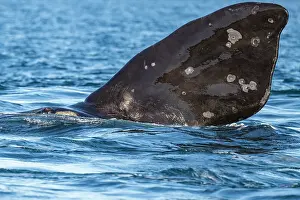 Water Surface Prints: Southern right whale (Eubalaena australis) flippering