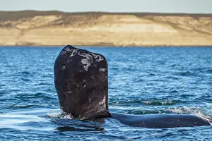 Water Surface Prints: Southern right whale (Eubalaena australis) flippering