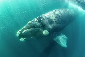 Balaena Australis Prints: Southern right whale (Eubalaena australis) leucistic calf