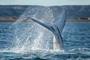 Water Surface Prints: Southern right whale (Eubalaena australis) leucistic calf