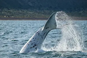 Water Surface Prints: Southern right whale (Eubalaena australis) leucistic calf