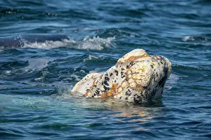Argentina Prints: Southern right whale (Eubalaena australis) leucistic calf