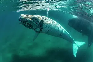 Argentina Prints: Southern right whale (Eubalaena australis) leucistic calf
