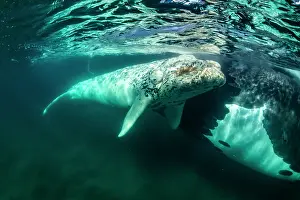 Argentina Prints: Southern right whale (Eubalaena australis) leucistic calf