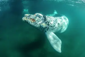 Argentina Prints: Southern right whale (Eubalaena australis) leucistic calf swimming underwater
