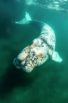 Argentina Prints: Southern right whale (Eubalaena australis) leucistic calf swimming underwater