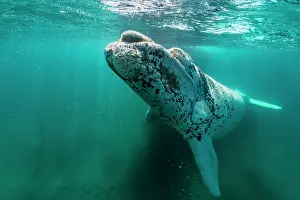 Argentina Prints: Southern right whale (Eubalaena australis) leucistic calf swimming underwater