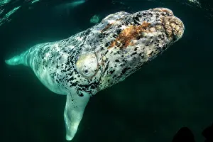 Argentina Prints: Southern right whale (Eubalaena australis) leucistic calf swimming underwater