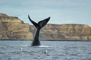 Water Surface Prints: Southern right whale (Eubalaena australis) lobtailing