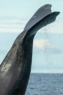 Water Surface Prints: Southern right whale (Eubalaena australis) lobtailing