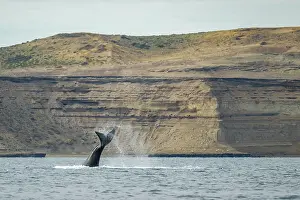 Argentina Prints: Southern right whale (Eubalaena australis) lobtailing