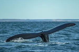 Water Surface Prints: Southern right whale (Eubalaena australis) raising its fluke to dive