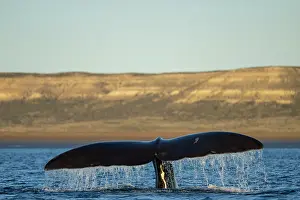 Argentina Prints: Southern right whale (Eubalaena australis) raising tail fluke to dive
