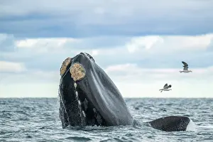 Water Surface Prints: Southern right whale (Eubalaena australis) spyhopping
