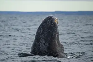 Argentina Prints: Southern right whale (Eubalaena australis) spyhopping