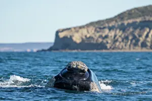 Argentina Prints: Southern right whale (Eubalaena australis) surfacing