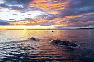 Argentina Prints: Southern right whale (Eubalaena australis) swimming at surface at sunset