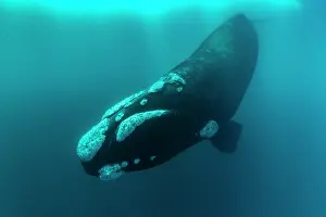 Balaena Australis Prints: Southern right whale (Eubalaena australis) swimming underwater