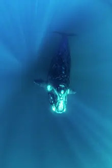 Natural Light Prints: Southern right whale (Eubalaena australis) swimming underwater through sun rays