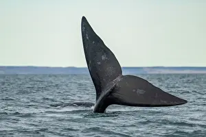 Water Surface Prints: Southern right whale (Eubalaena australis) tail fluke