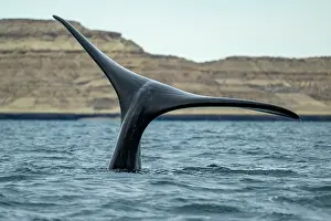 Water Surface Prints: Southern right whale (Eubalaena australis) tail fluke