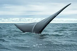 Argentina Prints: Southern right whale (Eubalaena australis) tail fluke