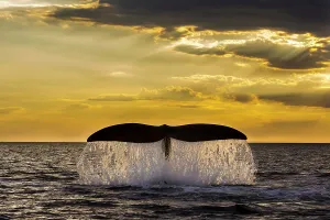 Light Ray Prints: Southern right whale (Eubalaena Australis) tail fluke breaching the ocean surface against a golden sunset