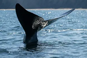 Argentina Prints: Southern right whale (Eubalaena australis) tail fluke above water surface